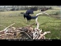 Two ravens drive off mrsg with her flounder  bywyd gwyllt glaslyn wildlife