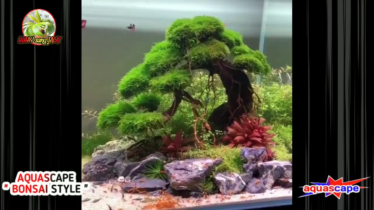 AQUASCAPE BONSAI STYLE YouTube