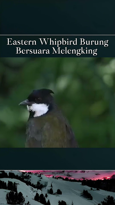Eastern whipbird/burung cambuk timur bersuara indah melengking
