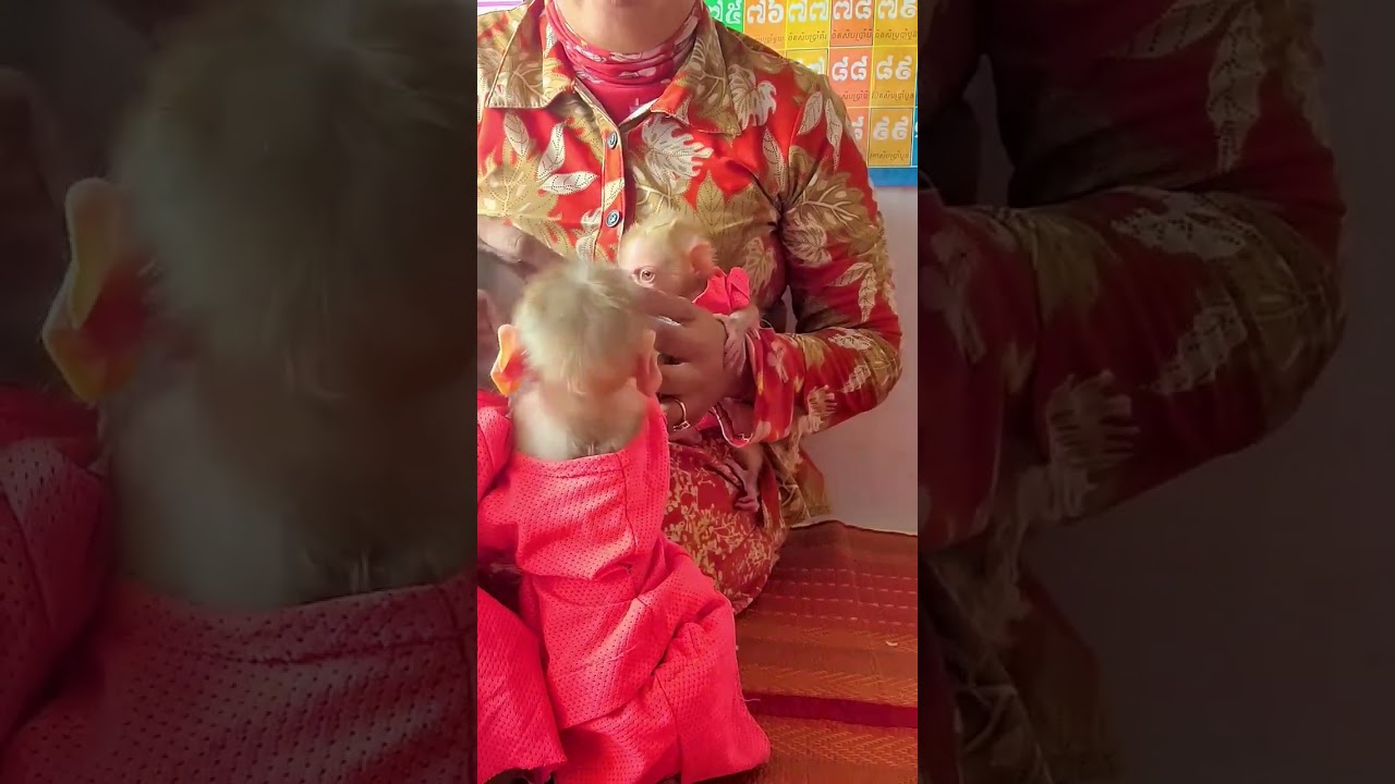 Life of the Playful Leo Monkey A Day in the Treehouse with Mom and Family_001