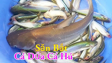 Săn Bắt Cá Dứa Cá Hú Câu Mồi Độc Lạ Nhất Miền Tây Sông Nước / Kiềm Rapper