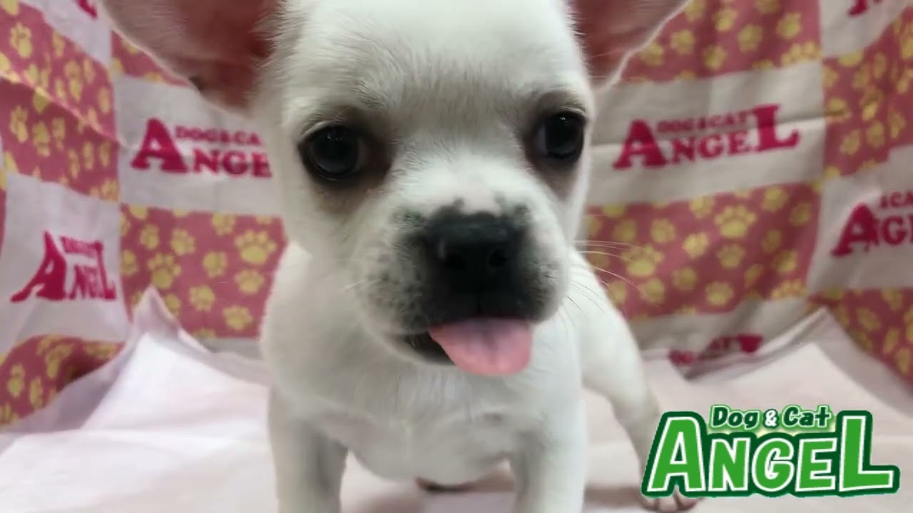 【ミミリン】埼玉まで送料込み　定価10万円イタリア製ジャーマンシェパード ミミリン】埼玉まで送料込み 定価10万円イタリア製ジャーマン