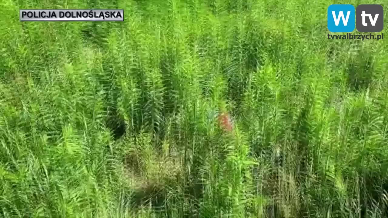 Telewizja Wałbrzych - Plantacja marihuany ukryta w lesie