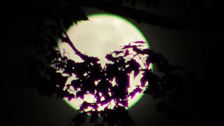 Is This A Bigfoot Moaning Or Howling Enhanced Audio Warning Loud