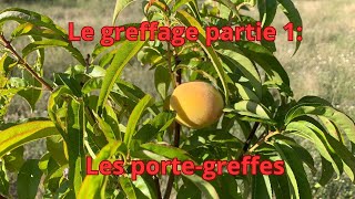 Le greffage partie 1: les porte greffes