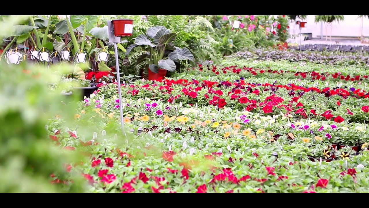 Hodgson's Greenhouse 2015 YouTube