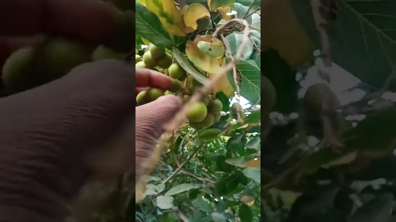 Natural face cleanser from only one ingredient, soapnut/reetha 