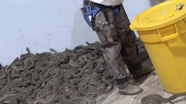 Sweetwater Jaycees 59th Annual Rattlesnake Roundup held in Sweetwater, TX