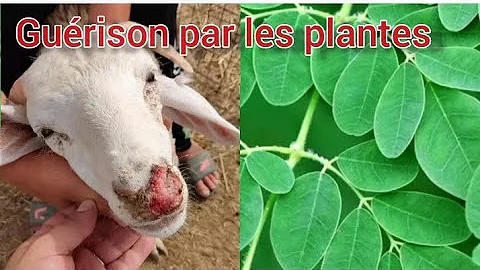 Quelles plantes ne mangent pas les chèvres ?