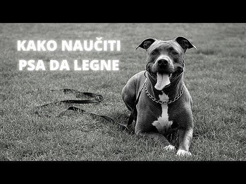 Video: Kako Naučiti Psa Da Legne Bez Obzira Gdje Ste