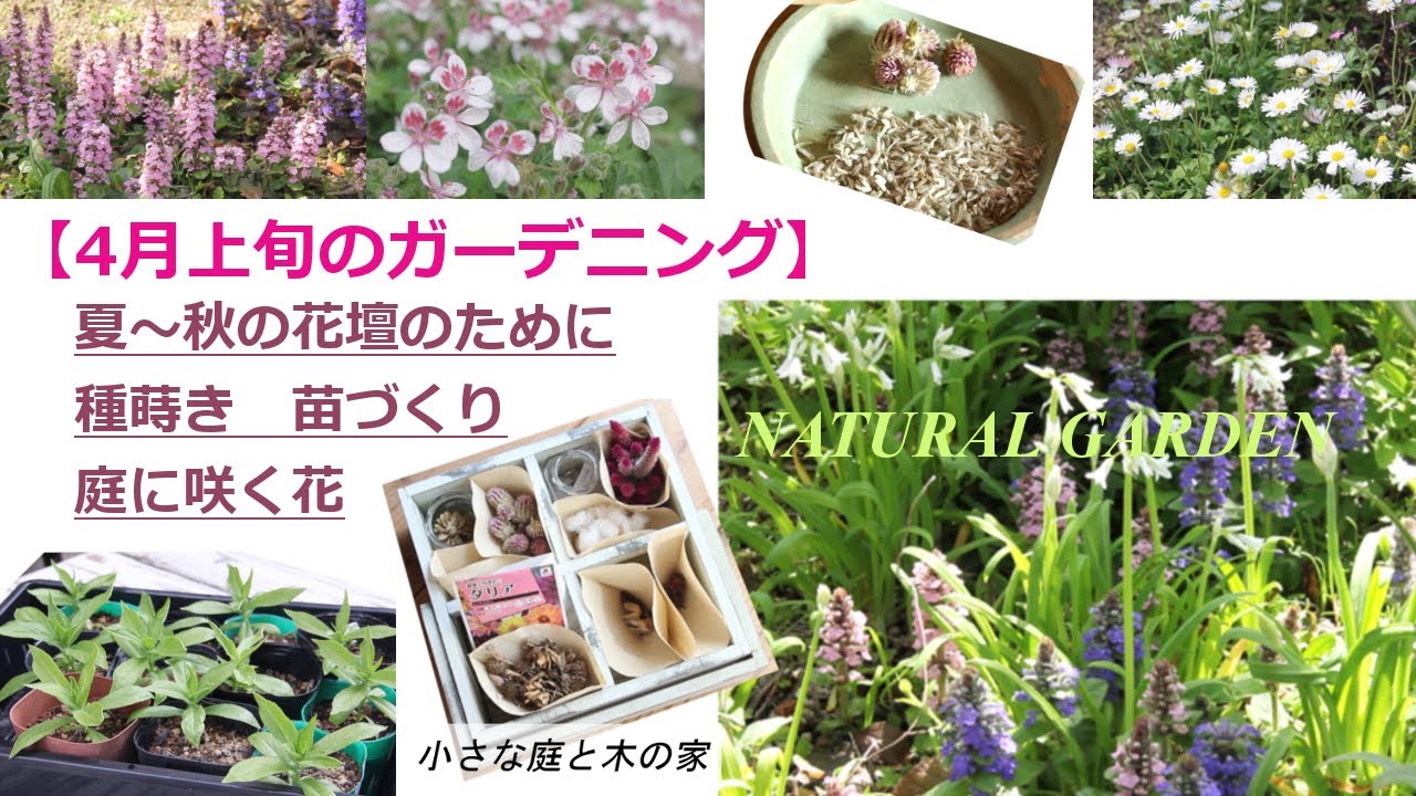 4月上旬のガーデニング 夏 秋の花壇のために種蒔き 苗づくり 庭に咲く花 Youtube