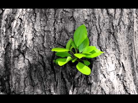 Жизнь посвящаю Тебе 