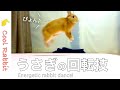 【うさぎ】部屋んぽ中に見せたテンション高めなウサギの舞い【ネザーランドドワーフ】Rabbit vlog #80 Energetic rabbit dance!