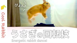 【うさぎ】部屋んぽ中に見せたテンション高めなウサギの舞い【ネザーランドドワーフ】Rabbit vlog #80 Energetic rabbit dance!