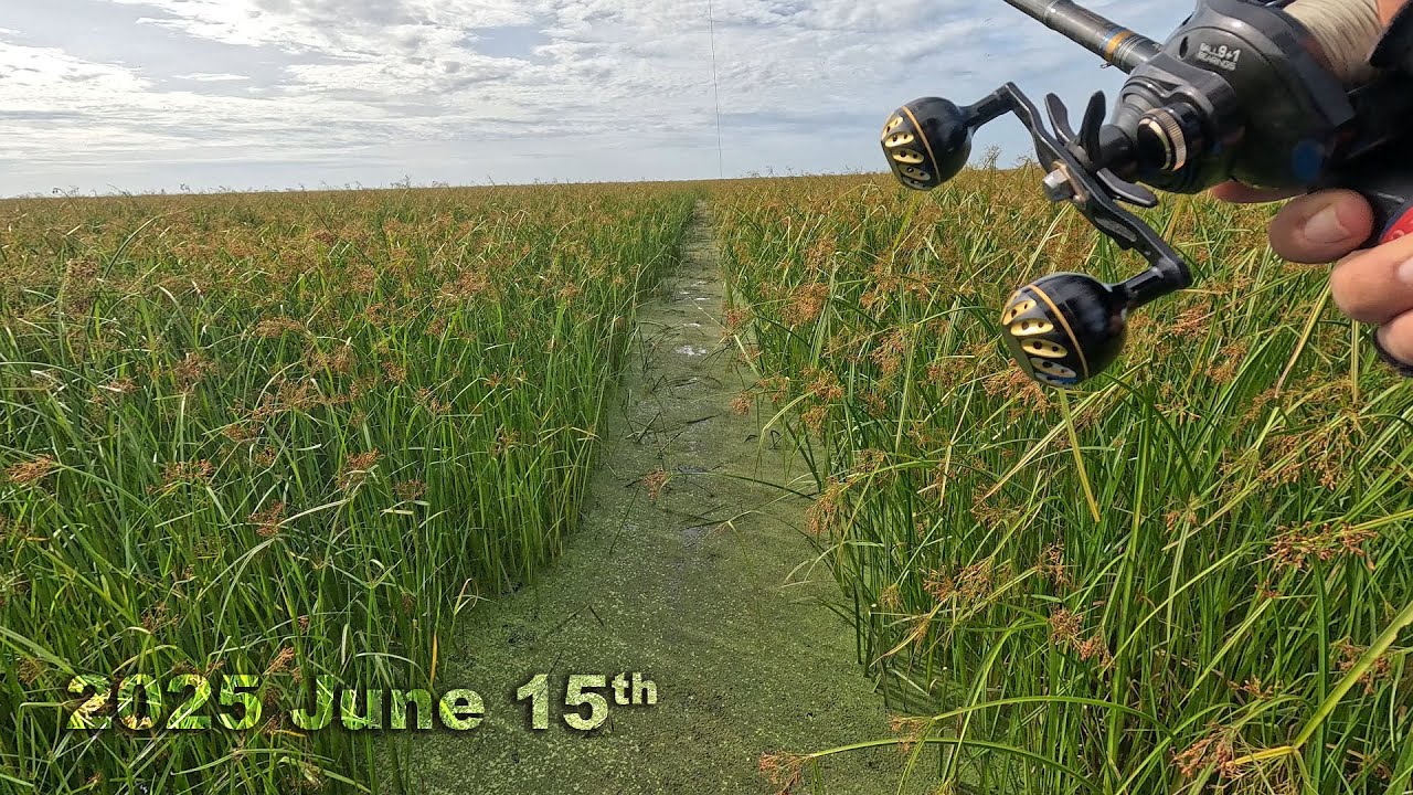 សកម្មភាពបបក់ត្រីថ្ងៃទី១៥ ខែមិថុនា ឆ្នាំ២០២៥ (4K)