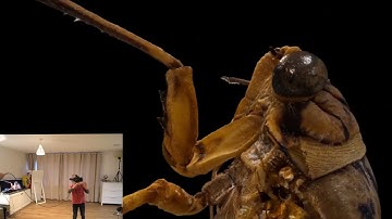 Micro photogrammetry scan (macroscan) of a cicada insect running in VR on UE4.
