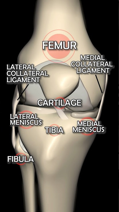 A Visual Breakdown of Knee Joint Anatomy: From Bones to Ligaments