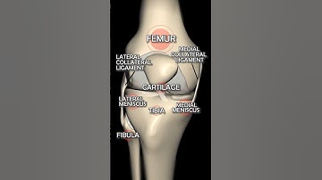 A Visual Breakdown of Knee Joint Anatomy: From Bones to Ligaments