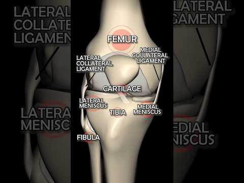 Video: Když se koleno ohýbá, co je opěrný bod?
