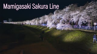 山形の桜名所 Japan 5K Cherry blossoms at Sakura line Yamagata Mamigasaki 馬見ヶ崎さくらライン 夜桜ライトアップ