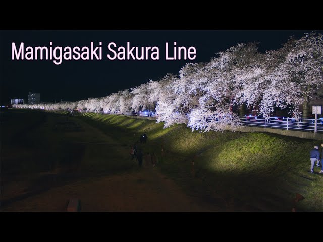 5K UHD] Mamigasaki Sakura Line | Cherry Blossoms Viewing at