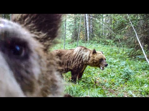 Бурые Медведи - Атака И Встречи | Как Выжить При Встрече С Медведем | По Тайге Без Оружия - Лесные