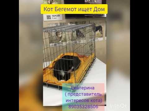 Кот Бегемот - YouTube