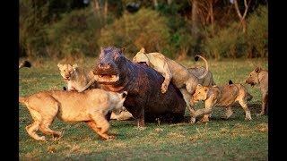 National Geographic Documentary - Fighting to Survive Wild Nature - Wildlife Animal