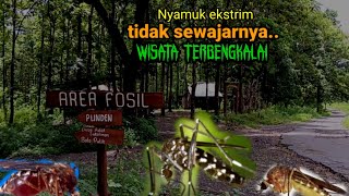 Nyamuk Ekstrim tidak sewajarnya Wisata mangkrak Terbengkalai Alas Rondo Kuning Nganjuk pedalaman.