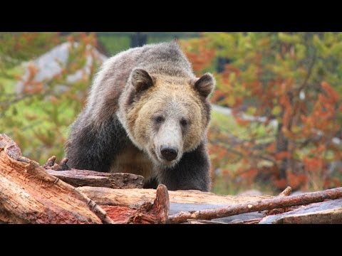 Video: Během Zkušební Jízdy V Yellowstone Jsme Zkontrolovali Terén GMC