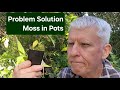 Moss in Tubestock Solution