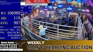 BEAVER COUNTY STOCKYARDS | 5,100+ Head High Plains Summer Powerhouse | 6.2.26