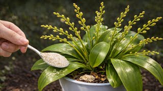 Sadece Üstüne Serpin Çiçeksiz Orkide 15 Günde Çılgınca Çiçek Açar