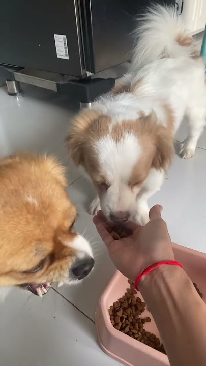 Full Video below👇  #feed #shorts #doglover #puppy #love #pets #cute #bestfeed #cutedog #doggo