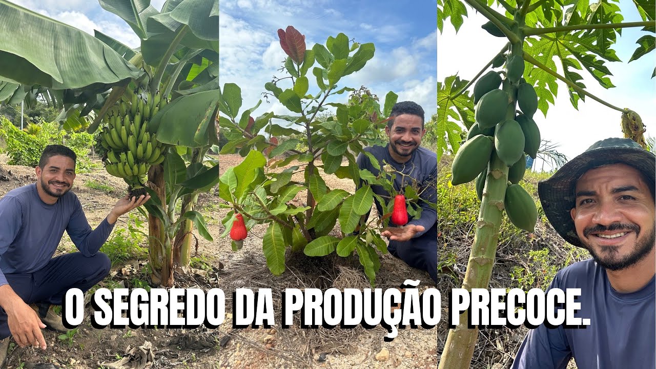 O SEGREDO DA PRODUÇÃO PRECOCE, frutíferas produzindo com menos de 01 ANO!.