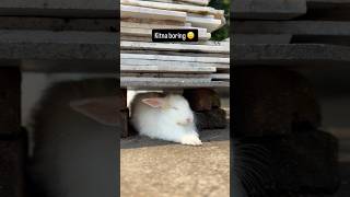 Kitna boring😣 #funnyrabbitvideos #shortsviral #rabbit #cutebunny #rabbitlovers #funnyvideo #pets