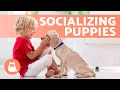 How to SOCIALIZE a PUPPY With PEOPLE 🧍🏼‍♀️🧍🏻🐕