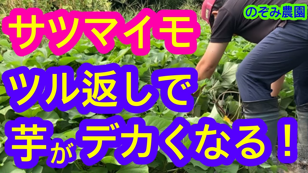 サツマイモ つる 返し