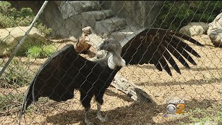 National Aviary Sets Up Web Cam In Andean Condor Nest