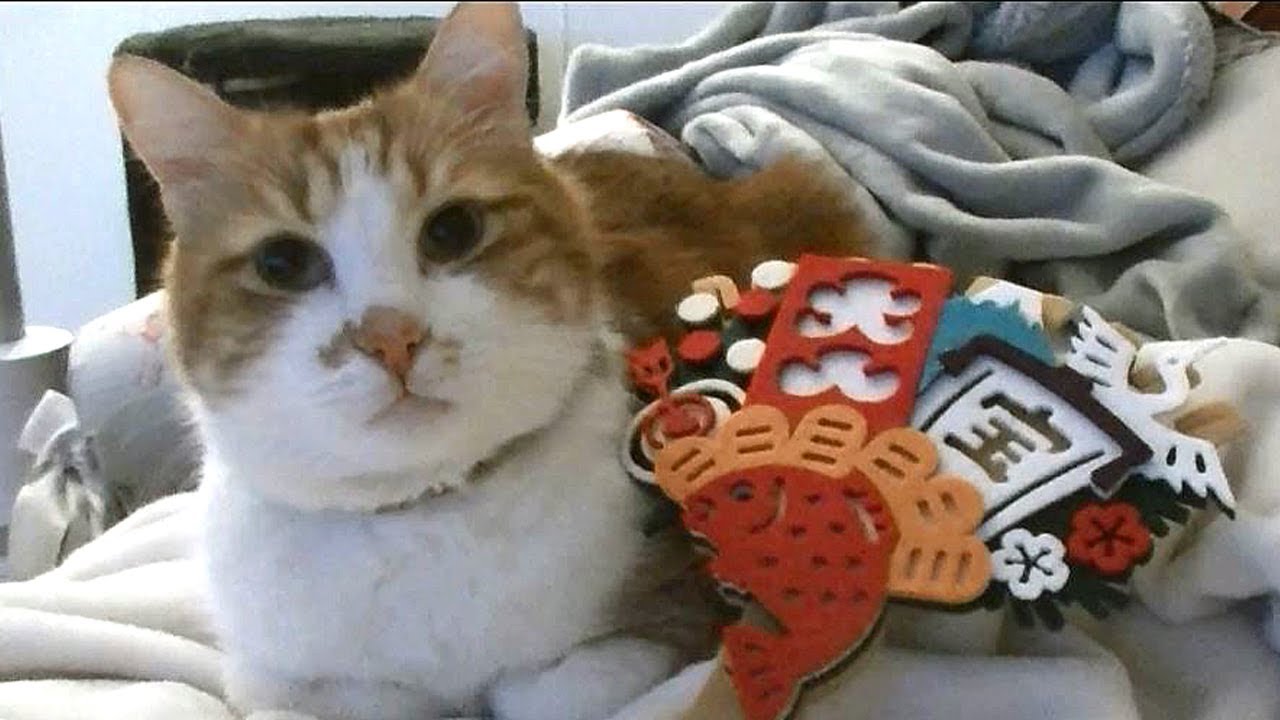 あーにゃん☆（あちゃそ☆） わぁ～！あーにゃんが猫らしいことをして飼い主が興奮するの巻き - YouTube