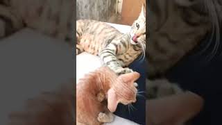 Claws Out! The Ultimate Cat Fight!