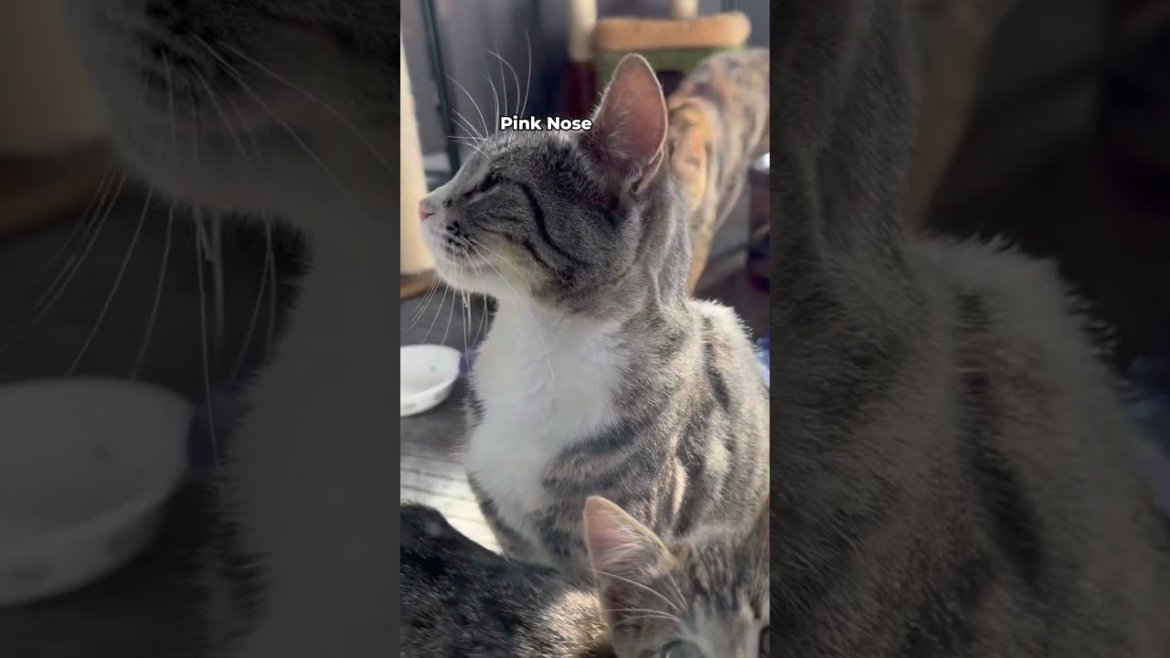 Hungry cat station family