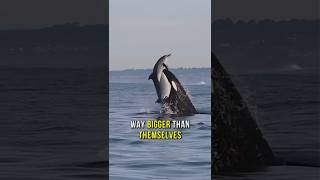 Why Orcas Are Called Killer Whales Ocean s Top Predator Explained
