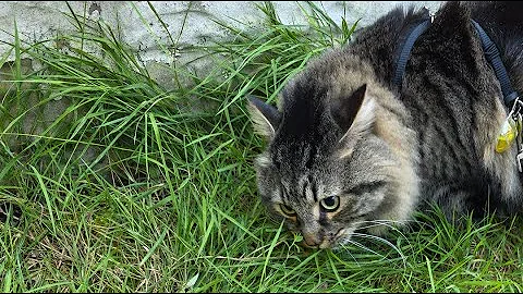 Watch the video about Walking my cat Fury the maine coon