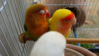 Stunning [Parrot Fisher Breed Love bids] Pair for Sale! | Top Quality & Healthy 🌟 screenshot 1