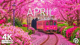 Spring in April 4K – The Blooming Horizon 2026 🌸 Vibrant Gardens, Blooming Gardens & Relaxing Music screenshot 2