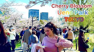 [4K HDR] Cherry Blossom 🌸 in Ueno Park. Tokyo, Japan. 