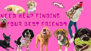 How To Find The Pawfect Dog For You! screenshot 3