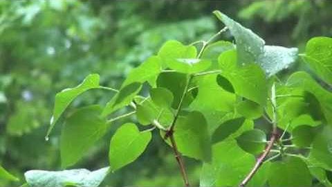 مشعل المطر ماتيسر من سورة الأنعام من ليالي رمضان 1438