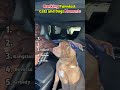 Funniest Cats and Dogs Moments😂🦮🐈